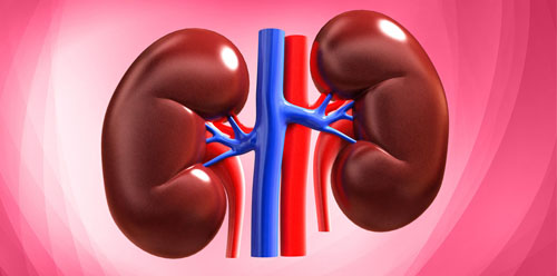 kidney